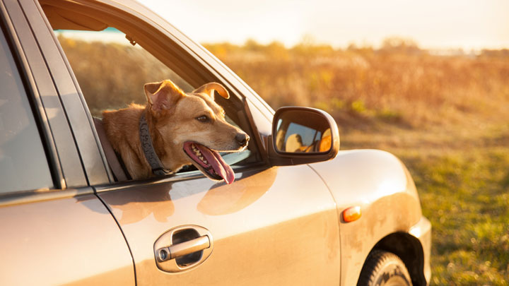 سگ در ماشین داغ